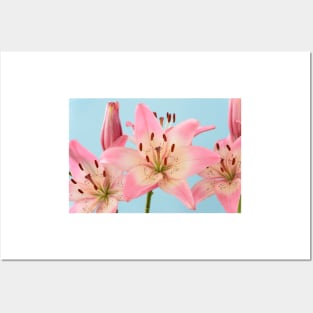 Lilium  &#39;Rosella&#39;s Dream&#39;  Asiatic lily Posters and Art